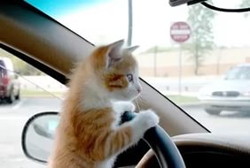 Как перевозить кошек в автомобильном транспорте