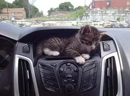 Как перевозить кошек в автомобильном транспорте